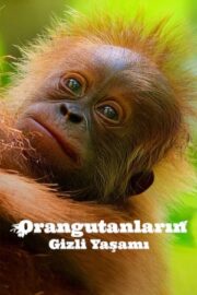 Secret Lives of Orangutans